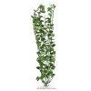 PLANTE MARINA CARDAMINE 37.5 CM - Pret | Preturi PLANTE MARINA CARDAMINE 37.5 CM