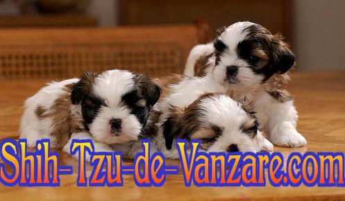 Catei Shih Tzu de Vanzare - Pret | Preturi Catei Shih Tzu de Vanzare