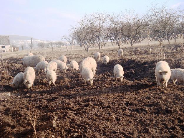 Mangalita, maslina cu patru picioare - Pret | Preturi Mangalita, maslina cu patru picioare