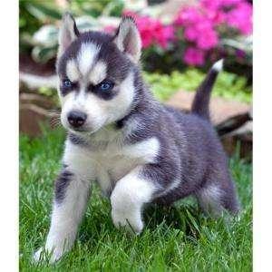 husky siberian - Pret | Preturi husky siberian