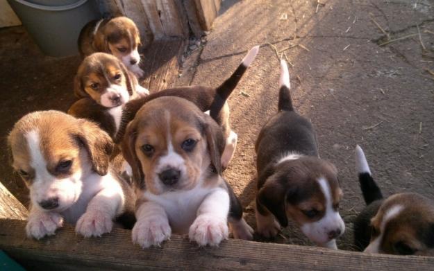 PUI BEAGLE TRICOLORI DE VANZARE - Pret | Preturi PUI BEAGLE TRICOLORI DE VANZARE