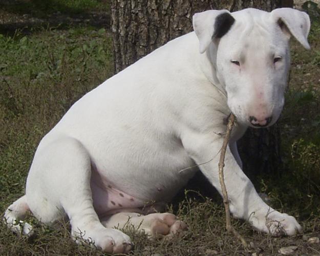 Pui Bull Terrier - Pret | Preturi Pui Bull Terrier