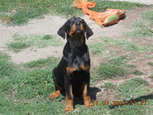 rottweiler pentru pretentiosi - Pret | Preturi rottweiler pentru pretentiosi