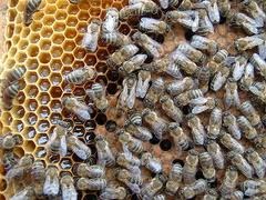 familii albine - Pret | Preturi familii albine