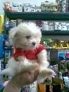 PUI DE CALITATE BICHON MALTEZ TOY - Pret | Preturi PUI DE CALITATE BICHON MALTEZ TOY