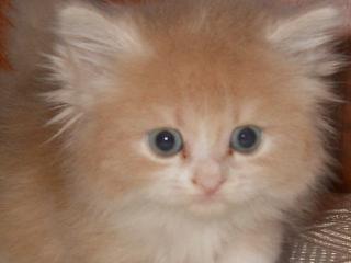 vand cei mai frumosi pui pisica persana doll face - Pret | Preturi vand cei mai frumosi pui pisica persana doll face