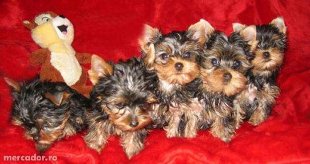 Catei Yorkshire terrier de vanzare de talie mini toy - Pret | Preturi Catei Yorkshire terrier de vanzare de talie mini toy