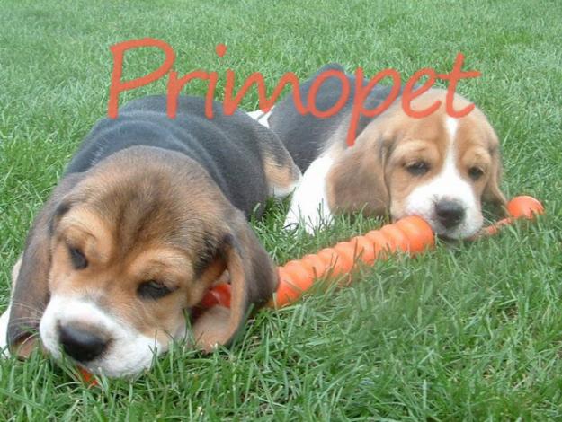  - Pret | Preturi 