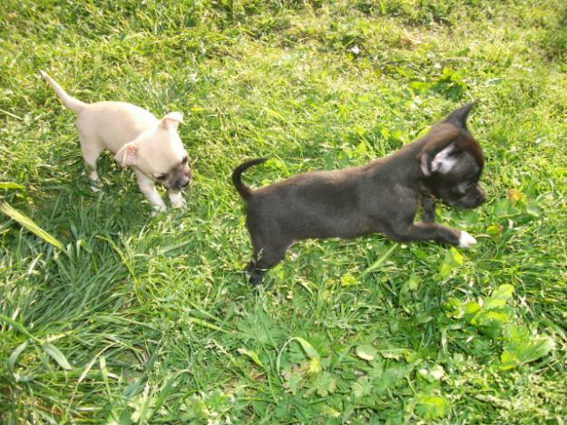 Vand chihuahua - Pret | Preturi Vand chihuahua