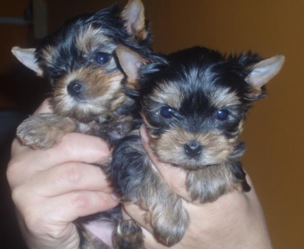 Catei de vanzare rasa Yorkshire terrier - Pret | Preturi Catei de vanzare rasa Yorkshire terrier