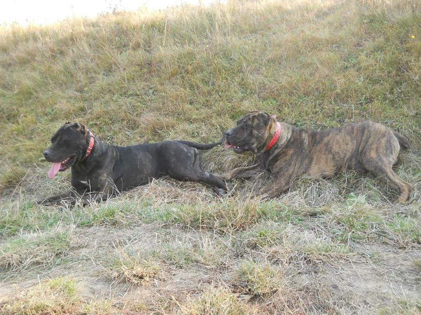 Dogo canario de vînzare - Pret | Preturi Dogo canario de vînzare