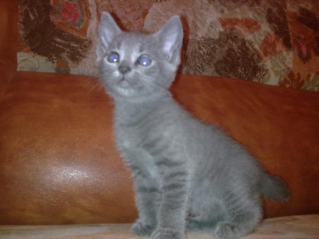 Vand pui pisica Albastru de Rusia - Pret | Preturi Vand pui pisica Albastru de Rusia