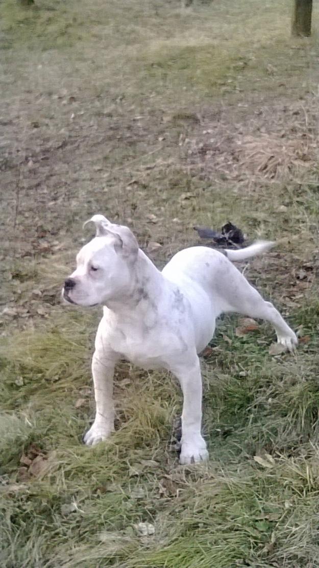 pui american bulldog - Pret | Preturi pui american bulldog