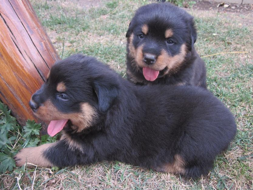Vand pui rottweiler exceptionali - Pret | Preturi Vand pui rottweiler exceptionali