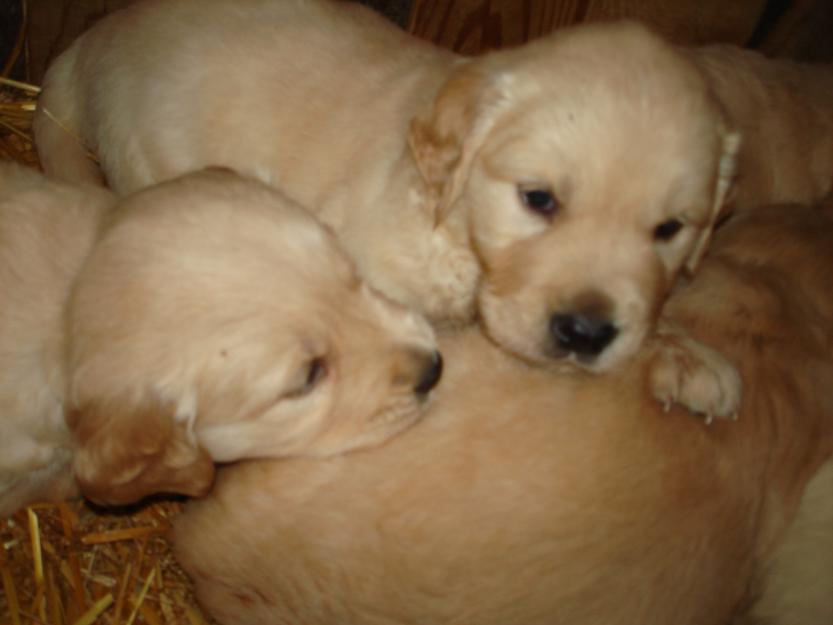 golden retriever oferta - Pret | Preturi golden retriever oferta