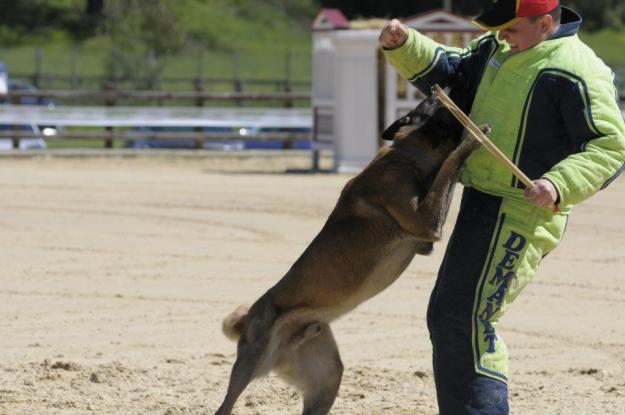 Scoala de dresaj Canin Atomic Dogs RM.VALCEA - Pret | Preturi Scoala de dresaj Canin Atomic Dogs RM.VALCEA