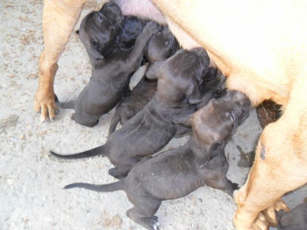 Cane Corso1 luna tata cu pedigree 500 Ron neg - Pret | Preturi Cane Corso1 luna tata cu pedigree 500 Ron neg