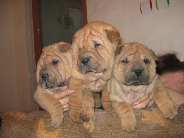 Pui catelusi din rasa shar-pei.adorabili. - Pret | Preturi Pui catelusi din rasa shar-pei.adorabili.