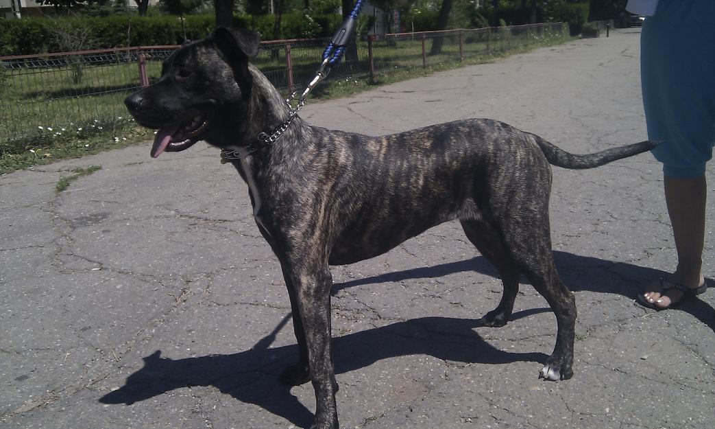 Pressa Canario - Pret | Preturi Pressa Canario