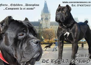 Pui cane corso - Pret | Preturi Pui cane corso