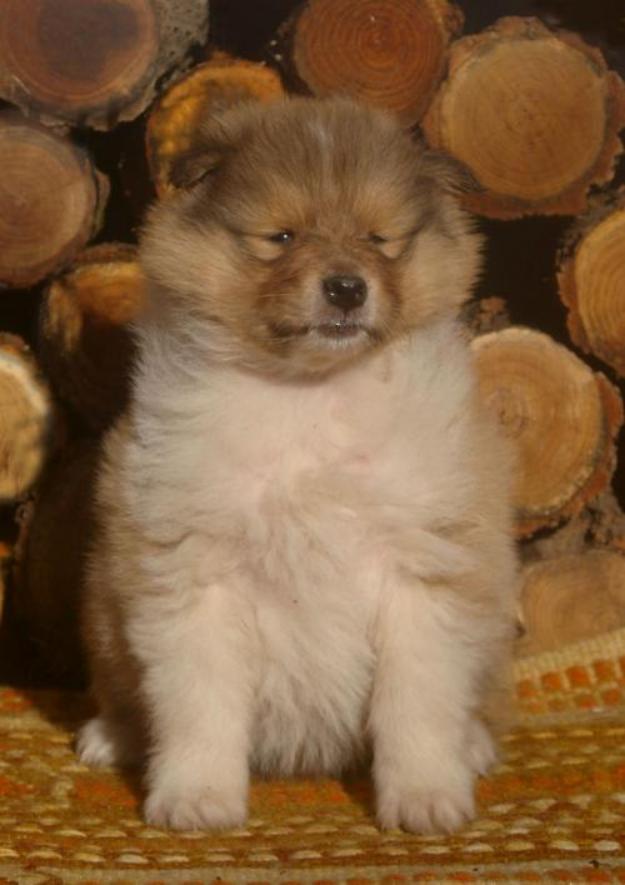 Vand catei rasa Collie 0752100435 - Pret | Preturi Vand catei rasa Collie 0752100435