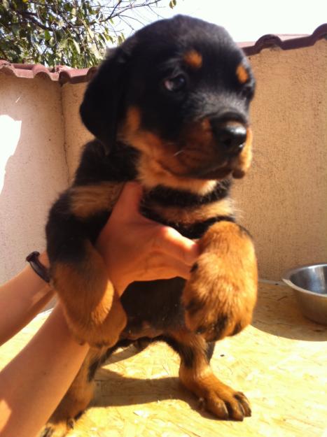 Vand catei rottweiler cu pedigree - Pret | Preturi Vand catei rottweiler cu pedigree