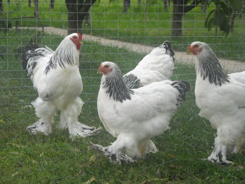 Vand gaini Brahma si Cochinchina - Pret | Preturi Vand gaini Brahma si Cochinchina