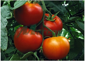 Vand seminte de tomate Gravitet !! - Pret | Preturi Vand seminte de tomate Gravitet !!
