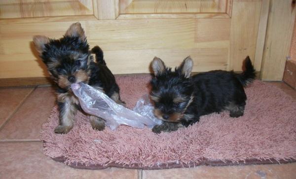 Vand catelusi Yorkshire Terrier ExtraToy - Pret | Preturi Vand catelusi Yorkshire Terrier ExtraToy