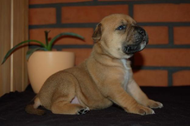 AMSTAFF DE VANZARE,CATEI DE RASA PURA - Pret | Preturi AMSTAFF DE VANZARE,CATEI DE RASA PURA