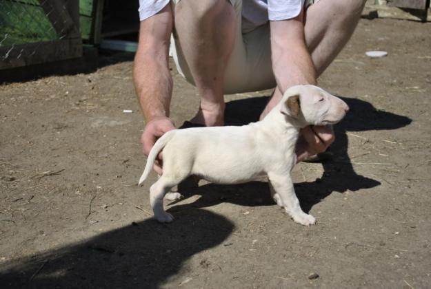 vand puii bull terrier cu pedigree - Pret | Preturi vand puii bull terrier cu pedigree