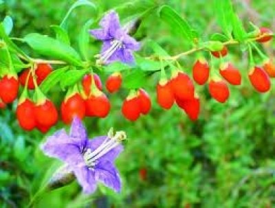goji - o afacere profitabila cu efecte duble - Pret | Preturi goji - o afacere profitabila cu efecte duble