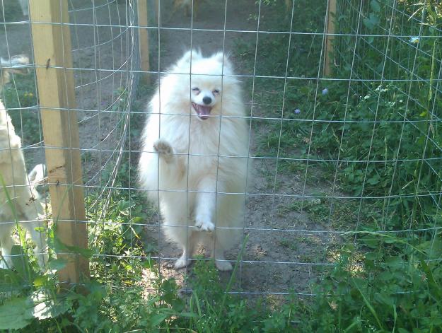 mascul alb si femela roscata de pomeranian - Pret | Preturi mascul alb si femela roscata de pomeranian