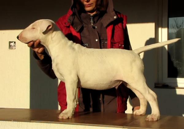 Pui Bull Terrier mascul alb - Pret | Preturi Pui Bull Terrier mascul alb