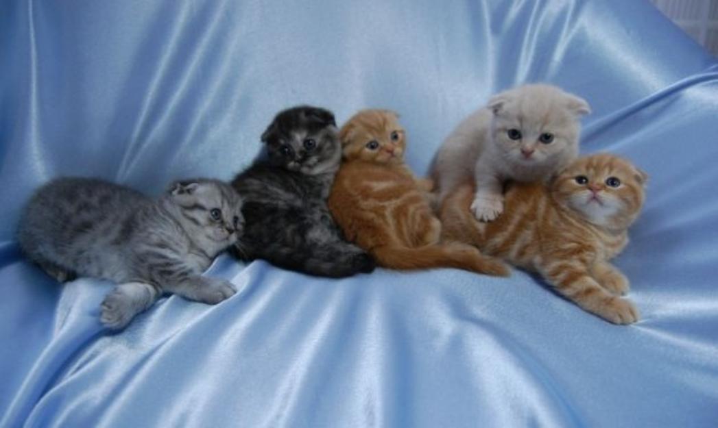 Vand puii British Shorthsir, Scottish Fold 7-9 - Pret | Preturi Vand puii British Shorthsir, Scottish Fold 7-9