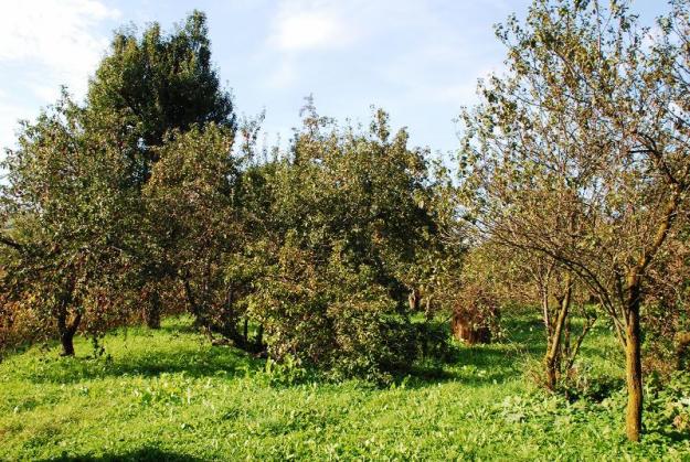 Ofer spre vanzare gospodarie - casa, livada, terenuri agricole - Pret | Preturi Ofer spre vanzare gospodarie - casa, livada, terenuri agricole