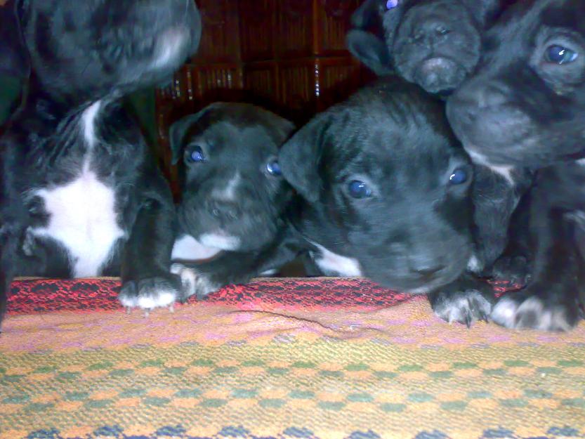 American Pitbull Terrier pedigree - Pret | Preturi American Pitbull Terrier pedigree