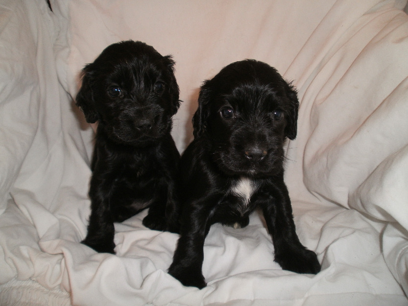 Catelusi cocker spaniel cu pedigree - Pret | Preturi Catelusi cocker spaniel cu pedigree