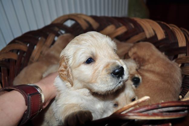 pui golden retriever de vanzare - Pret | Preturi pui golden retriever de vanzare