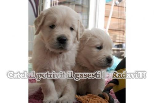 Golden Retriever - catei de rasa pura,transport de Craciun - Pret | Preturi Golden Retriever - catei de rasa pura,transport de Craciun