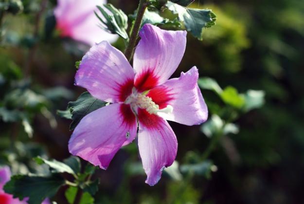 Vand hibiscus syriacus cu inaltimea intre 80 cm si 100 cm - Pret | Preturi Vand hibiscus syriacus cu inaltimea intre 80 cm si 100 cm
