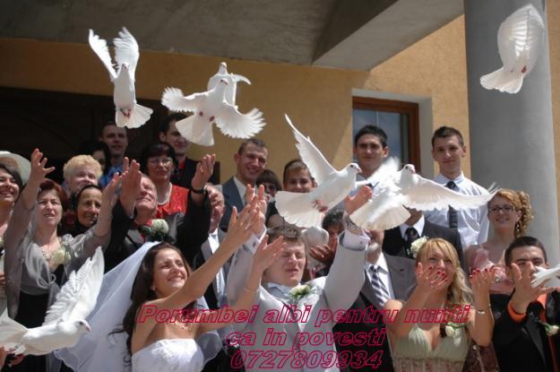 PORUMBEI ALBI PENTRU NUNTI 2012 PETROSANI,VULCAN,LUPENI 0727809934 - Pret | Preturi PORUMBEI ALBI PENTRU NUNTI 2012 PETROSANI,VULCAN,LUPENI 0727809934