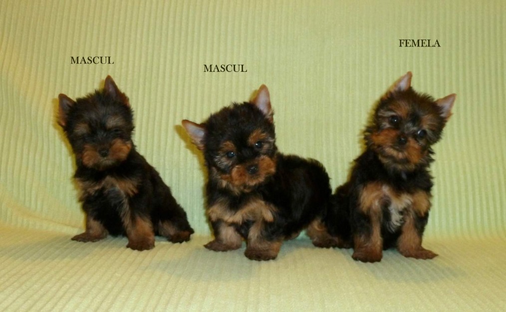 de vanzare pui de yorkshire terrier - Pret | Preturi de vanzare pui de yorkshire terrier