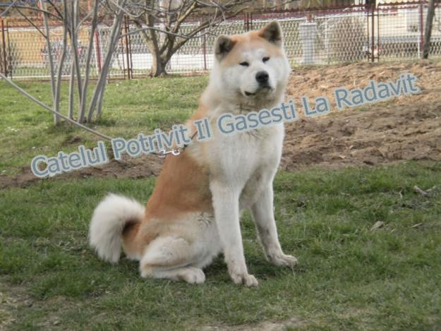 AKITA INU DE VANZARE.TRANSPORT GRATUIT DE CRACIUN - Pret | Preturi AKITA INU DE VANZARE.TRANSPORT GRATUIT DE CRACIUN