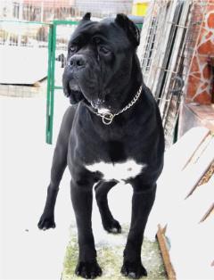 Pui cane corso - Pret | Preturi Pui cane corso