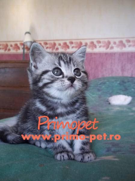  - Pret | Preturi 