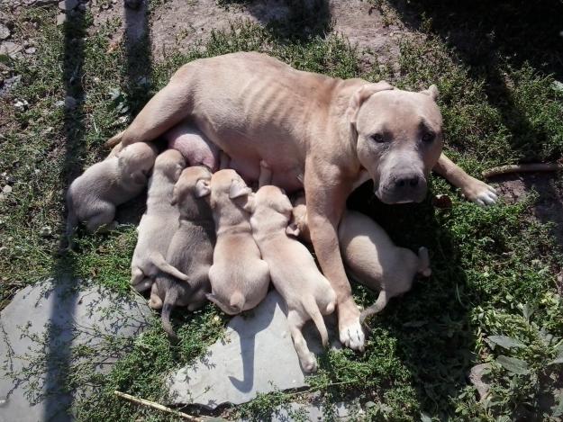 Amstaff 6 masculi - Pret | Preturi Amstaff 6 masculi