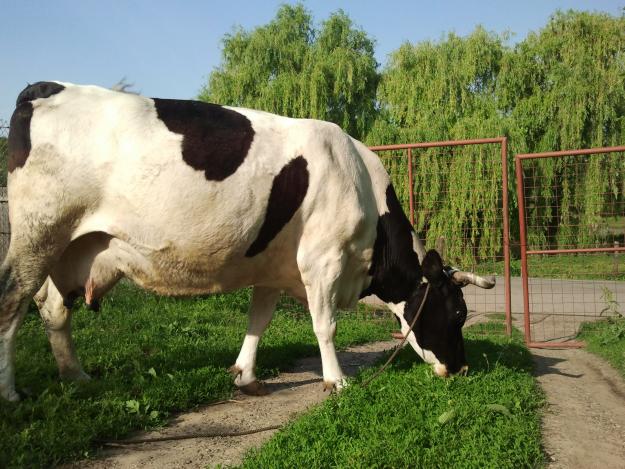 Vaca Holstein(gestanta) + vitica Holstein 1 an - Pret | Preturi Vaca Holstein(gestanta) + vitica Holstein 1 an