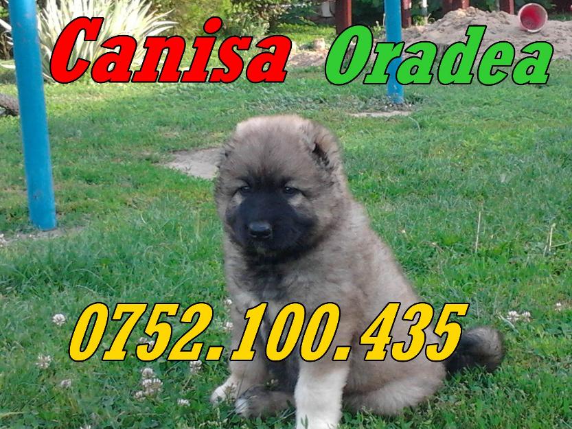 Vand catei rasa Ciobanesc Caucazian 0752100435 - Pret | Preturi Vand catei rasa Ciobanesc Caucazian 0752100435