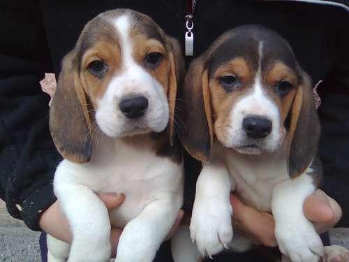 Vanzare catei Beagle - Pret | Preturi Vanzare catei Beagle